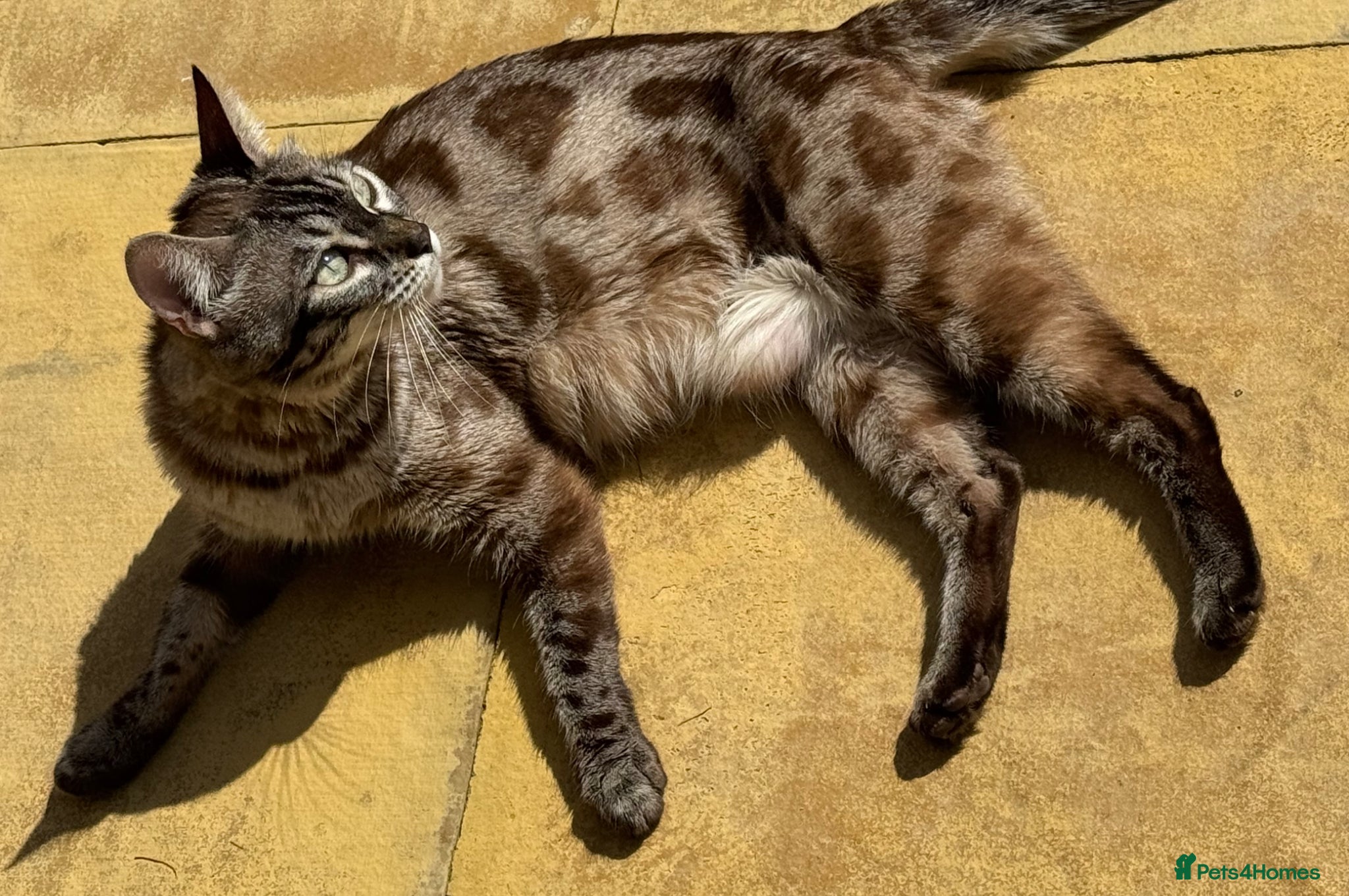 Bengal cats for sale: Bengal Queen ✨ - Advert 5