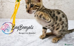Bengal cats for sale: Champion line Superb Bengal Kittens  - Image 21