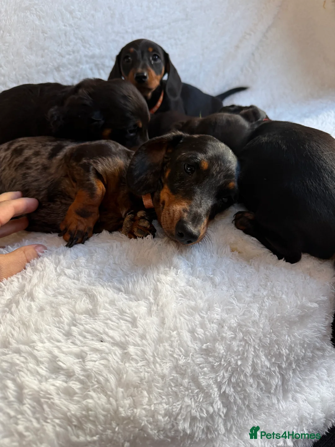 Miniature Dachshund dogs for sale: Beautiful Miniature Dachshund puppies for sale - Advert 20