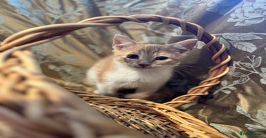 British Shorthair cats - Advert 5