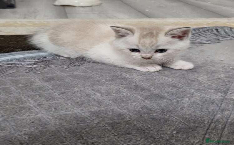 British Shorthair cats - Advert 2