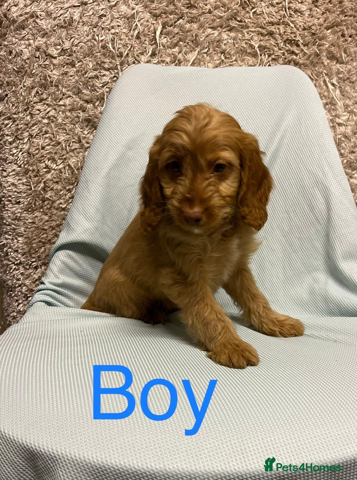 Cockapoo dogs Ready now unusual all types of colours - Advert 8