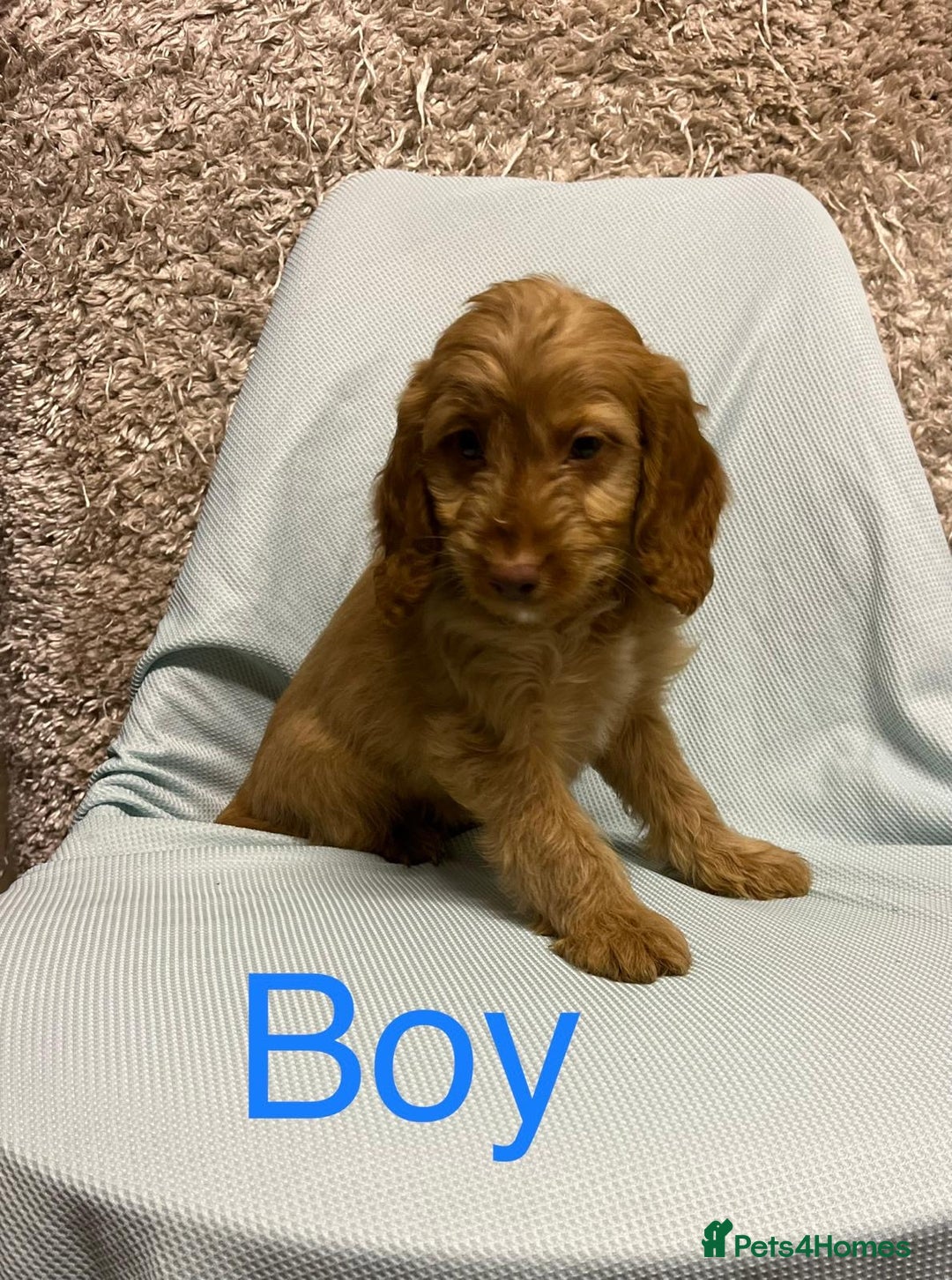 Cockapoo dogs for sale: Ready now unusual all types of colours - Advert 5