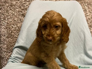 Cockapoo dogs Ready now unusual all types of colours - Advert 8