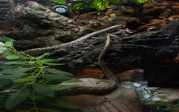 Snake reptiles for sale: 2 snakes with complete set up *read description* - Image 4