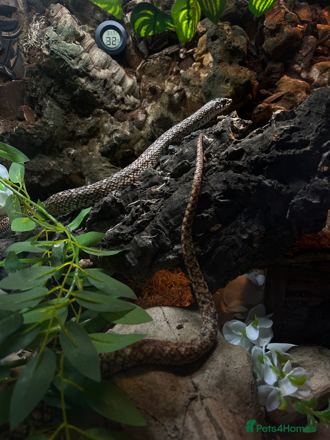 Snake reptiles for sale: 2 snakes with complete set up *read description* - Image 4