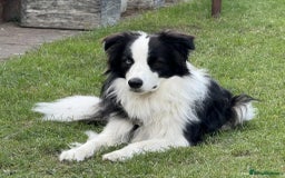 Border Collie dogs for sale: Beautiful Border collie Puppies - Image 3