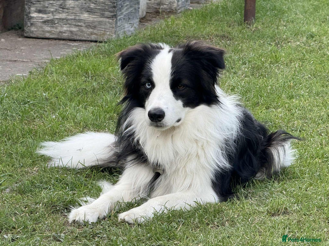 Border Collie dogs for sale: Beautiful Border collie Puppies - Image 3