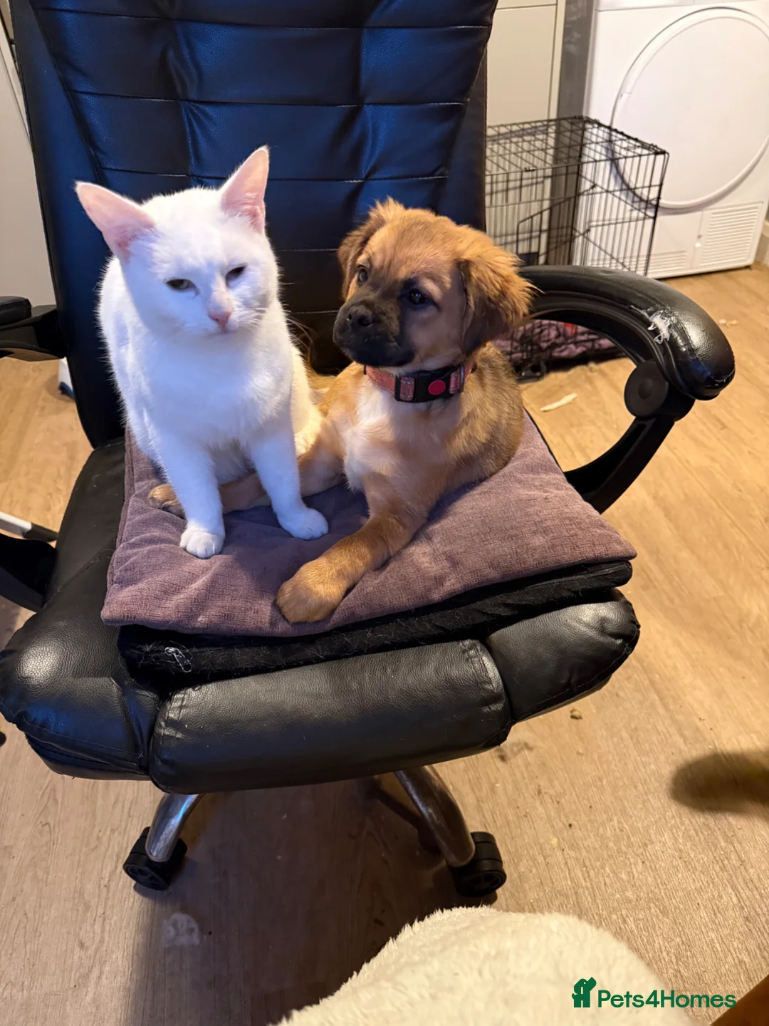 Mixed Breed dogs for sale: Teddy in Burnley - Advert 2