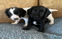 Cocker Spaniel dogs for sale: KC REG FIELD TRIAL SIRED COCKER SPANIEL PUPPIES  - Image 1