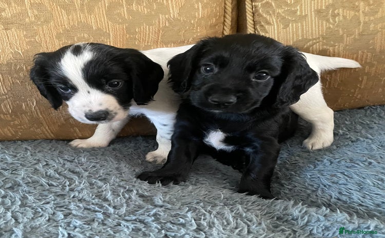 Cocker Spaniel dogs - Advert 3