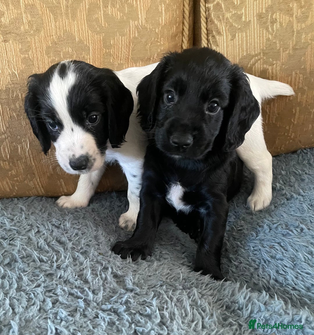 Cocker Spaniel dogs for sale: KC REG FIELD TRIAL SIRED COCKER SPANIEL PUPPIES  - Image 1