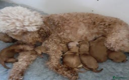 Cockapoo dogs for sale: Ready Now F1b Fox Red Curly Cuties - Image 2