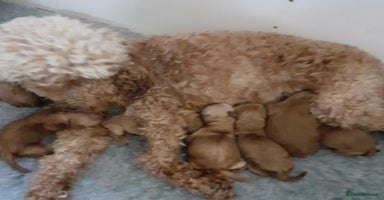 Cockapoo dogs - Advert 2