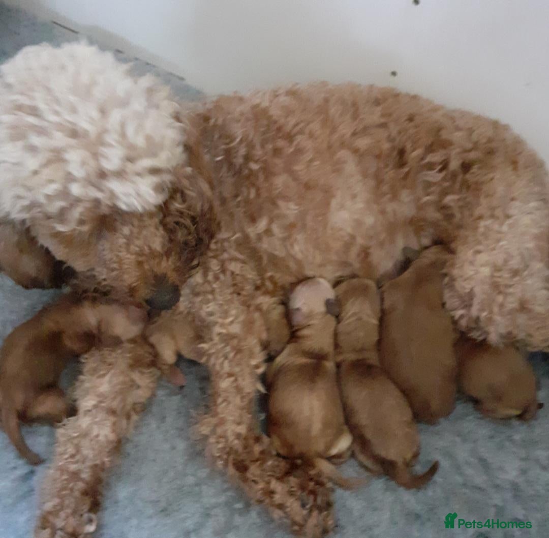 Cockapoo dogs for sale: Ready Now F1b Fox Red Curly Cuties - Image 2