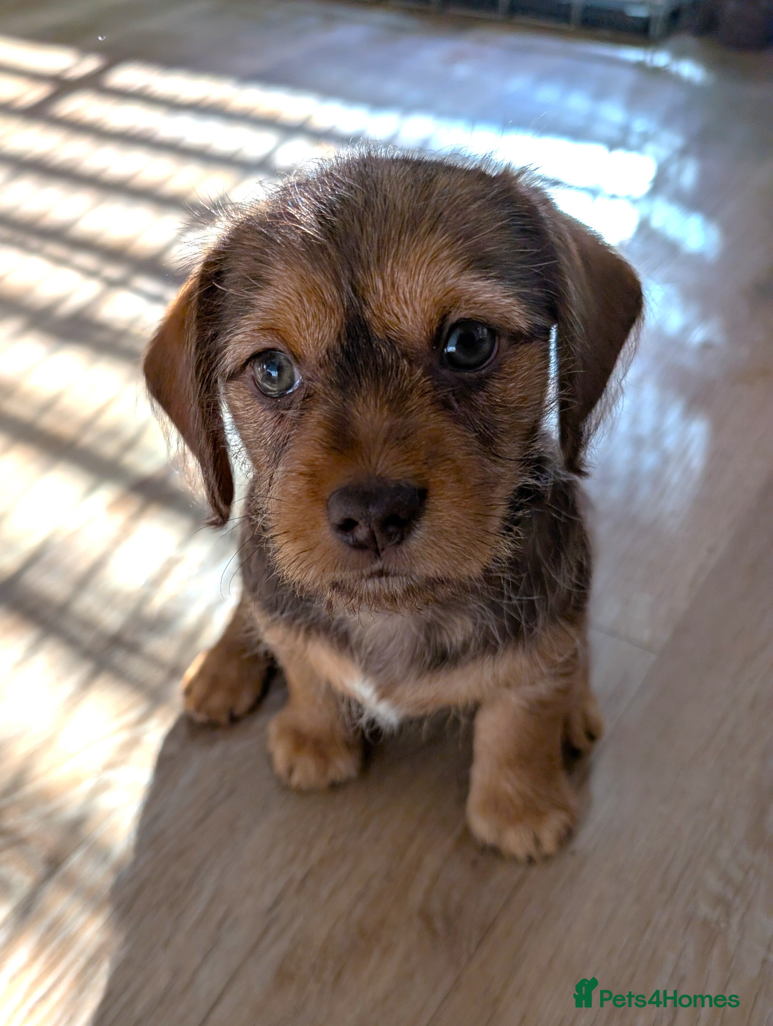 Mixed Breed dogs Miniature Dachshund/Shih Tzu (Schweenie) Puppies - Advert 2