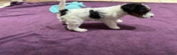 Fox Terrier dogs for sale: wire hair fox terrier puppies - Advert 10