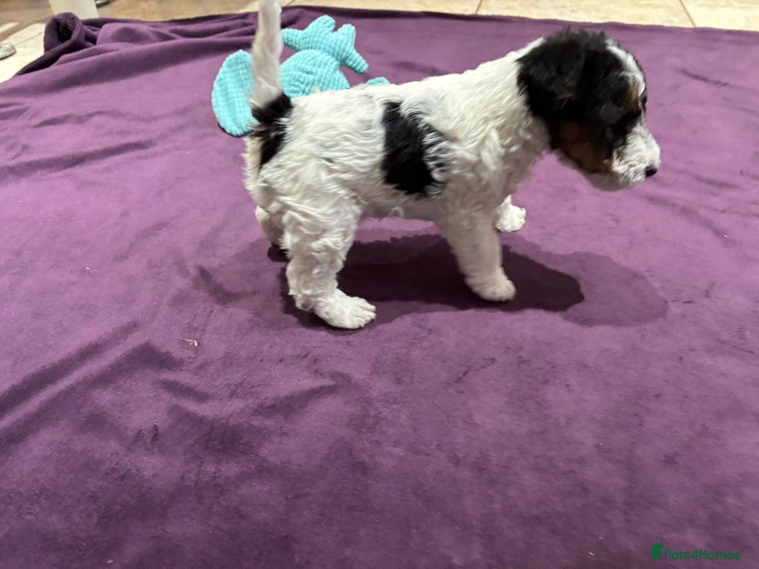Fox Terrier dogs for sale: wire hair fox terrier puppies - Advert 10