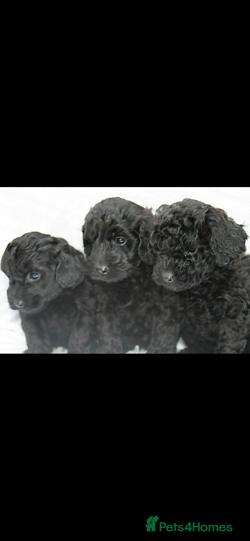 Cockapoo dogs F1B Mini Cockapoos - Advert 4