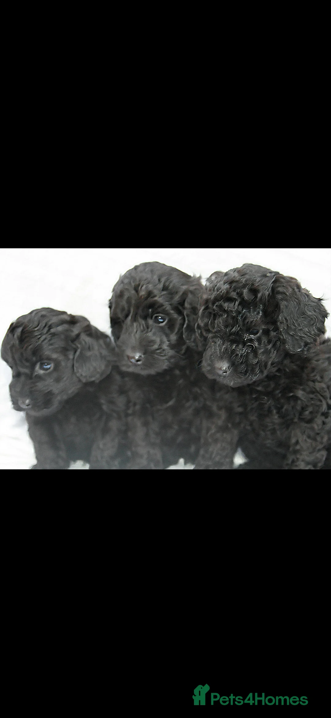Cockapoo dogs for sale: F1B Mini Cockapoos - Advert 16