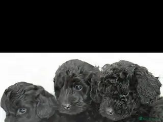 Cockapoo dogs F1B Mini Cockapoos - Advert 4