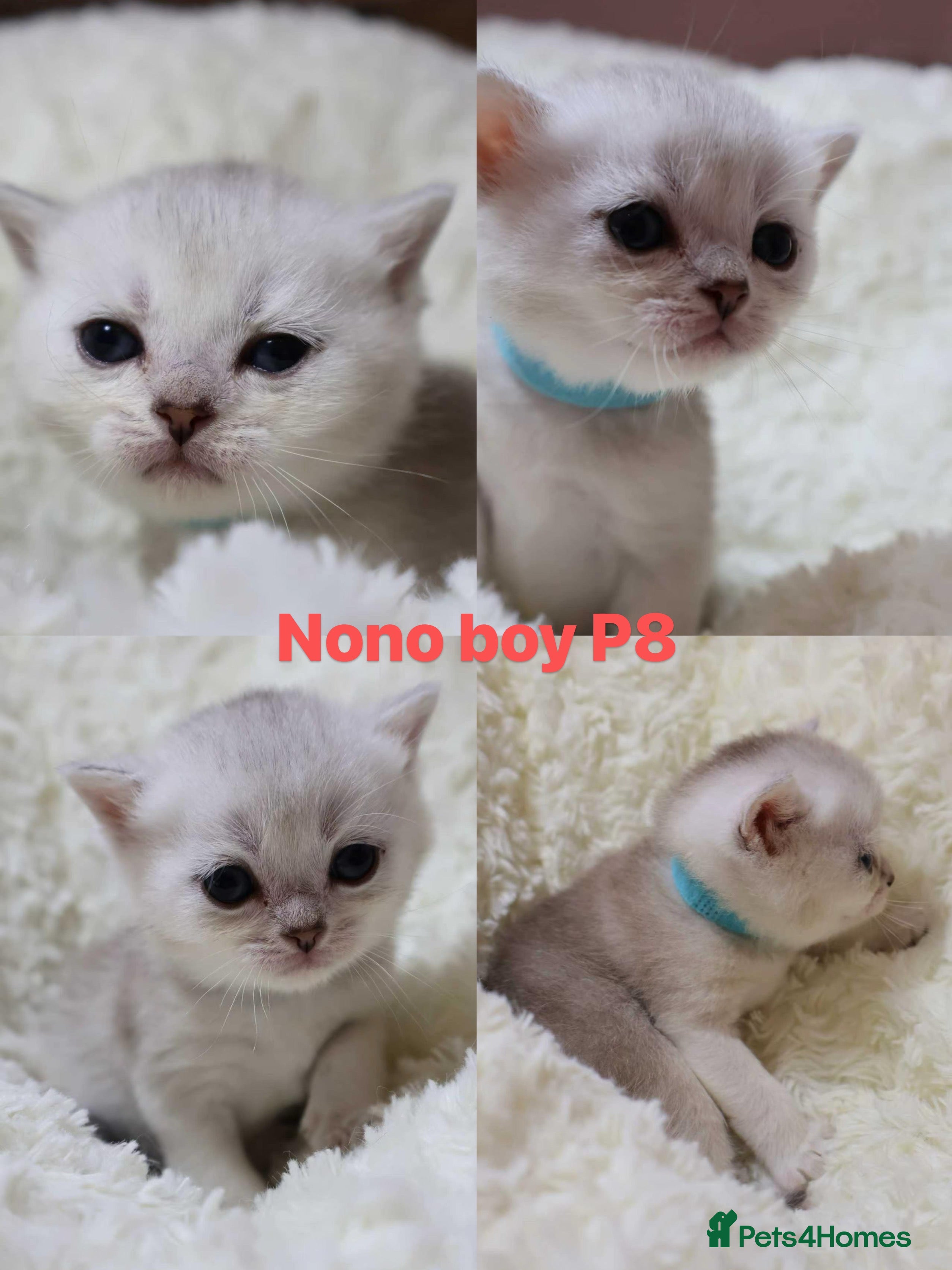 British Shorthair cats British shorthair  - Advert 2