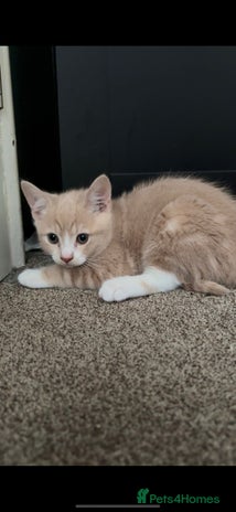 Mixed Breed cats - Advert 10