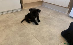 Patterjack dogs for sale: Outstanding litter of patterjack puppys for sales  - Image 7