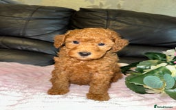 Toy Poodle dogs for sale: KC REG Purebred Stunning Toy Poodle Pups❤️  - Image 21