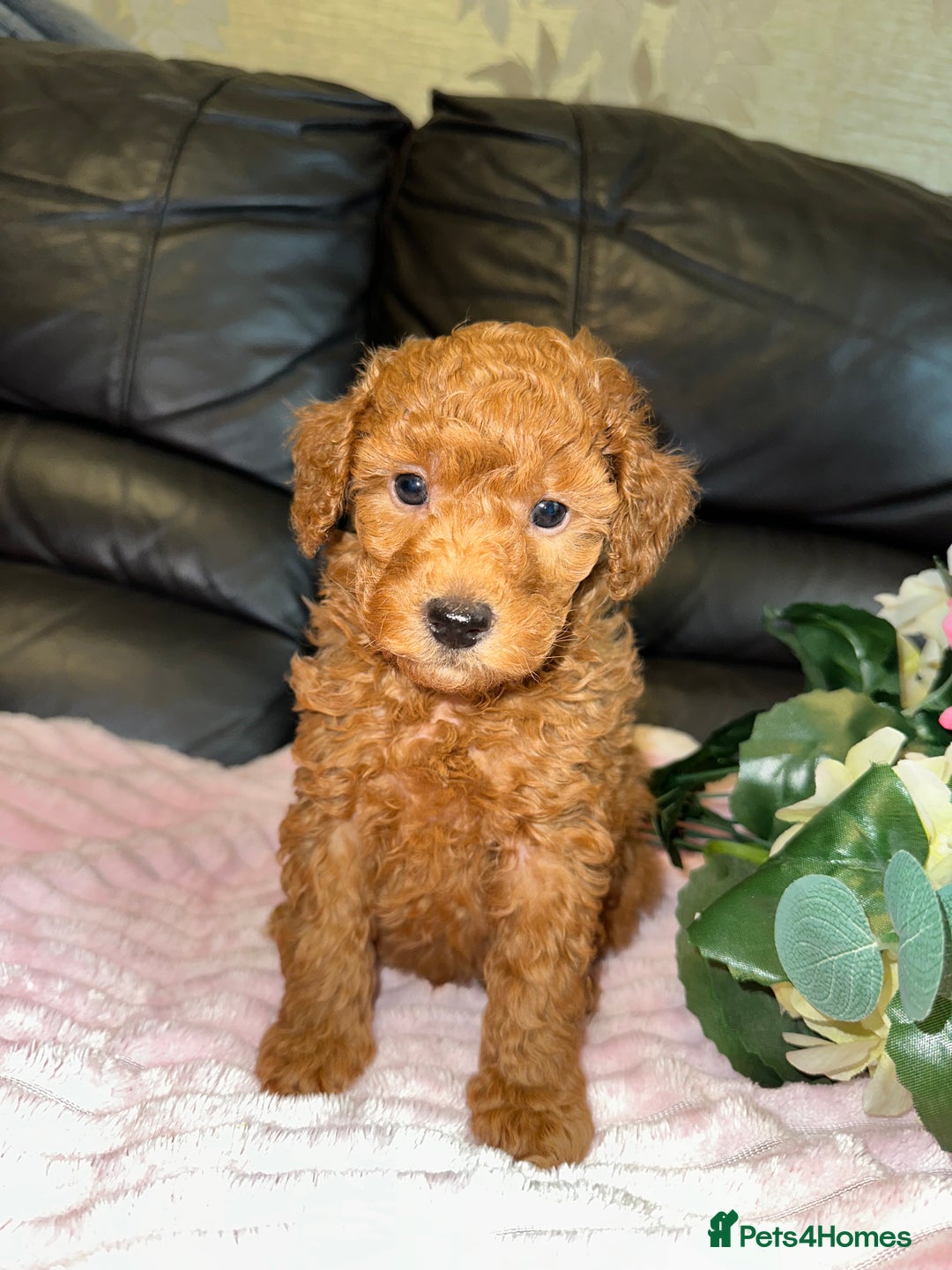 Toy Poodle dogs for sale: KC REG Purebred Stunning Toy Poodle Pups❤️  - Image 21
