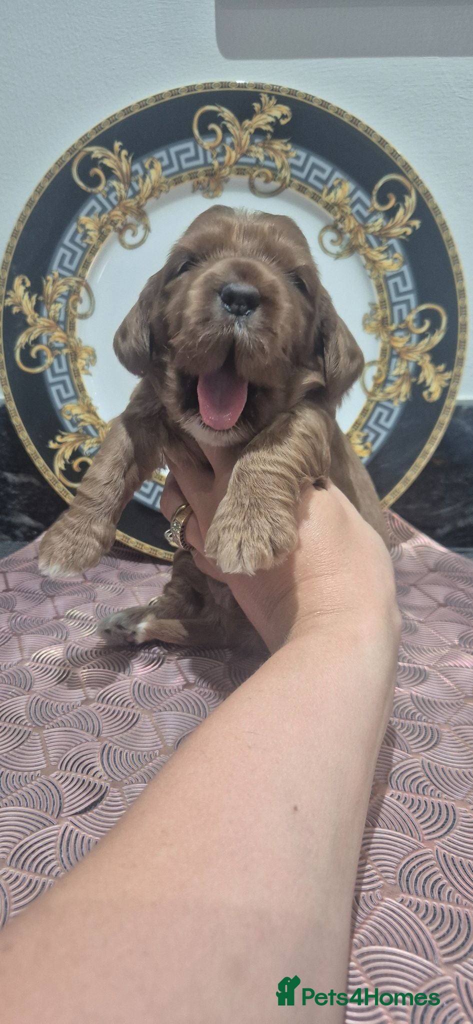 Cockapoo dogs F1 SHOW extensively health tested cockerpoo  - Advert 16