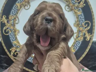 Cockapoo dogs F1 SHOW extensively health tested cockerpoo - Advert 16