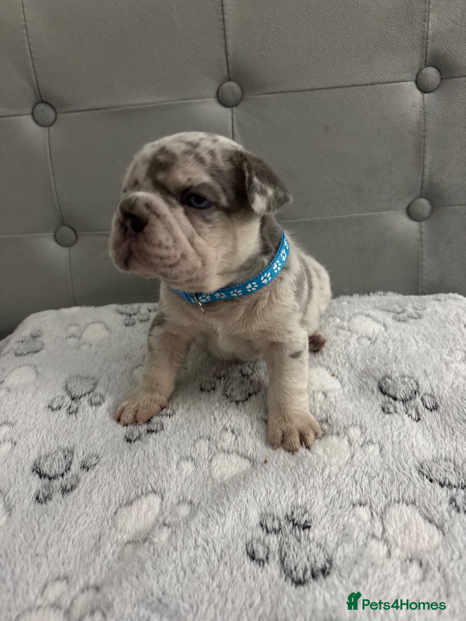 French Bulldog dogs 🐾High quality French bulldog puppies 🐾 - Advert 5