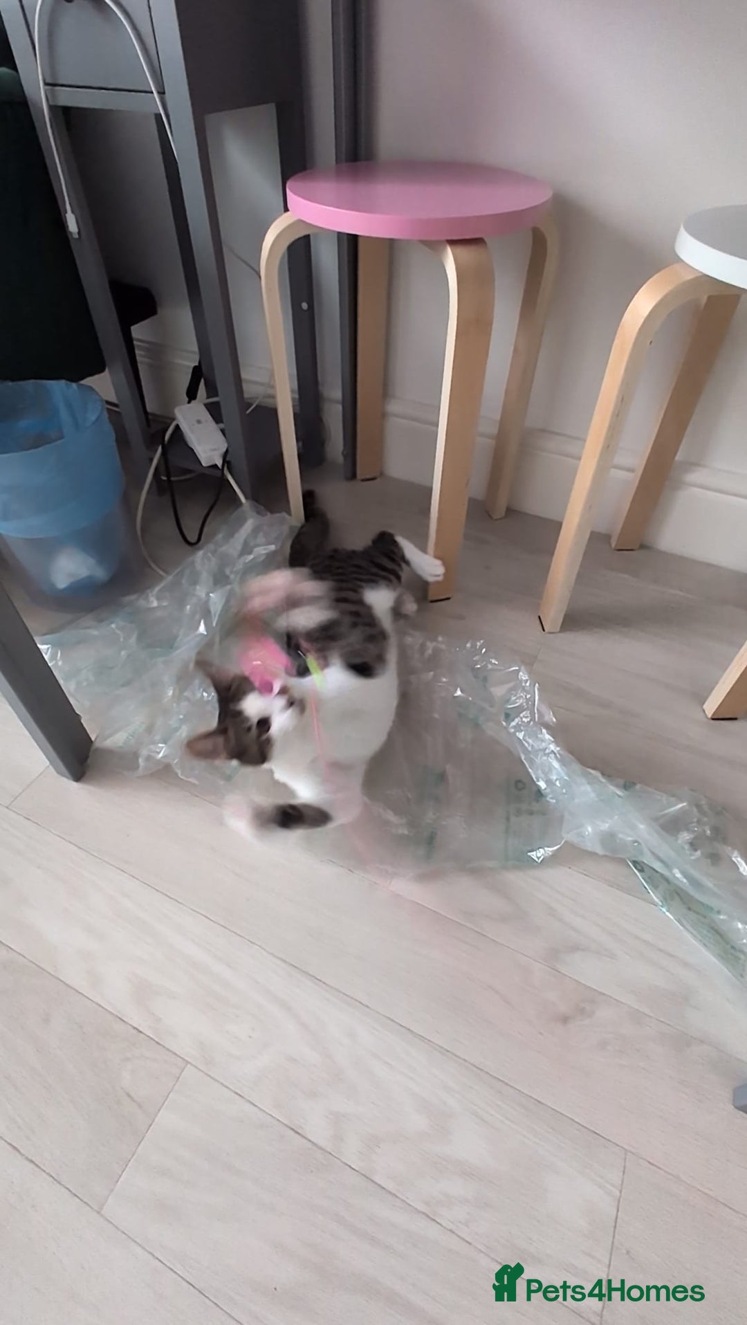 Domestic Shorthair cats for sale: 3 boys, 1 girl kittens  - Image 25