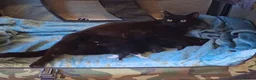 Mixed Breed cats for adoption: ADOPTION: Patissiere - Advert 6