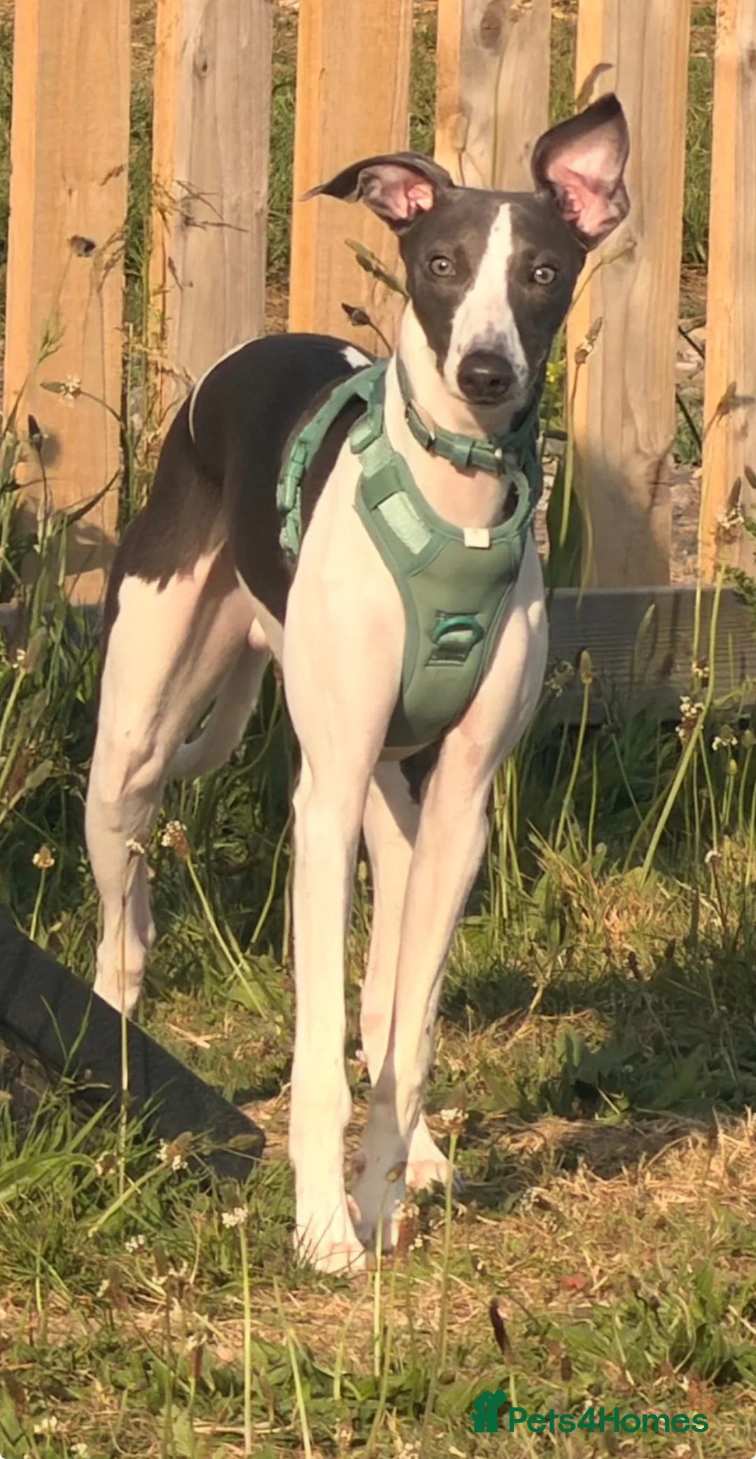 Whippet dogs for sale: Whippet boy  - Advert 12