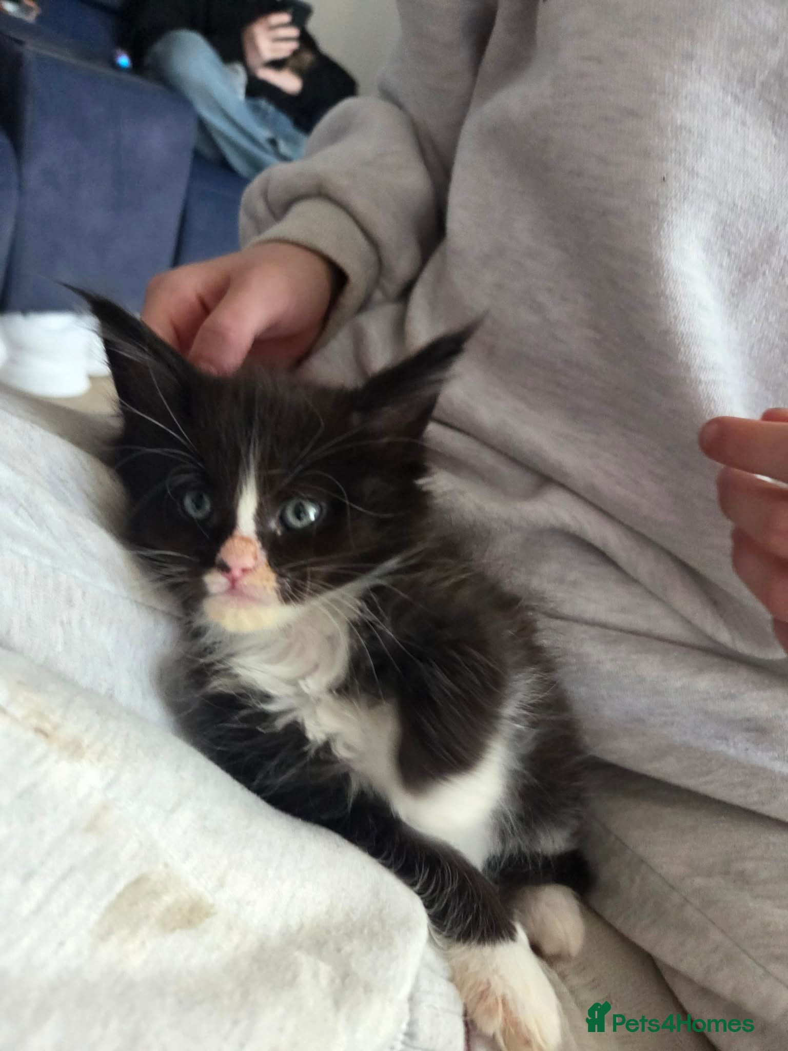 Maine Coon cats Maine Coon kittens  - Advert 1