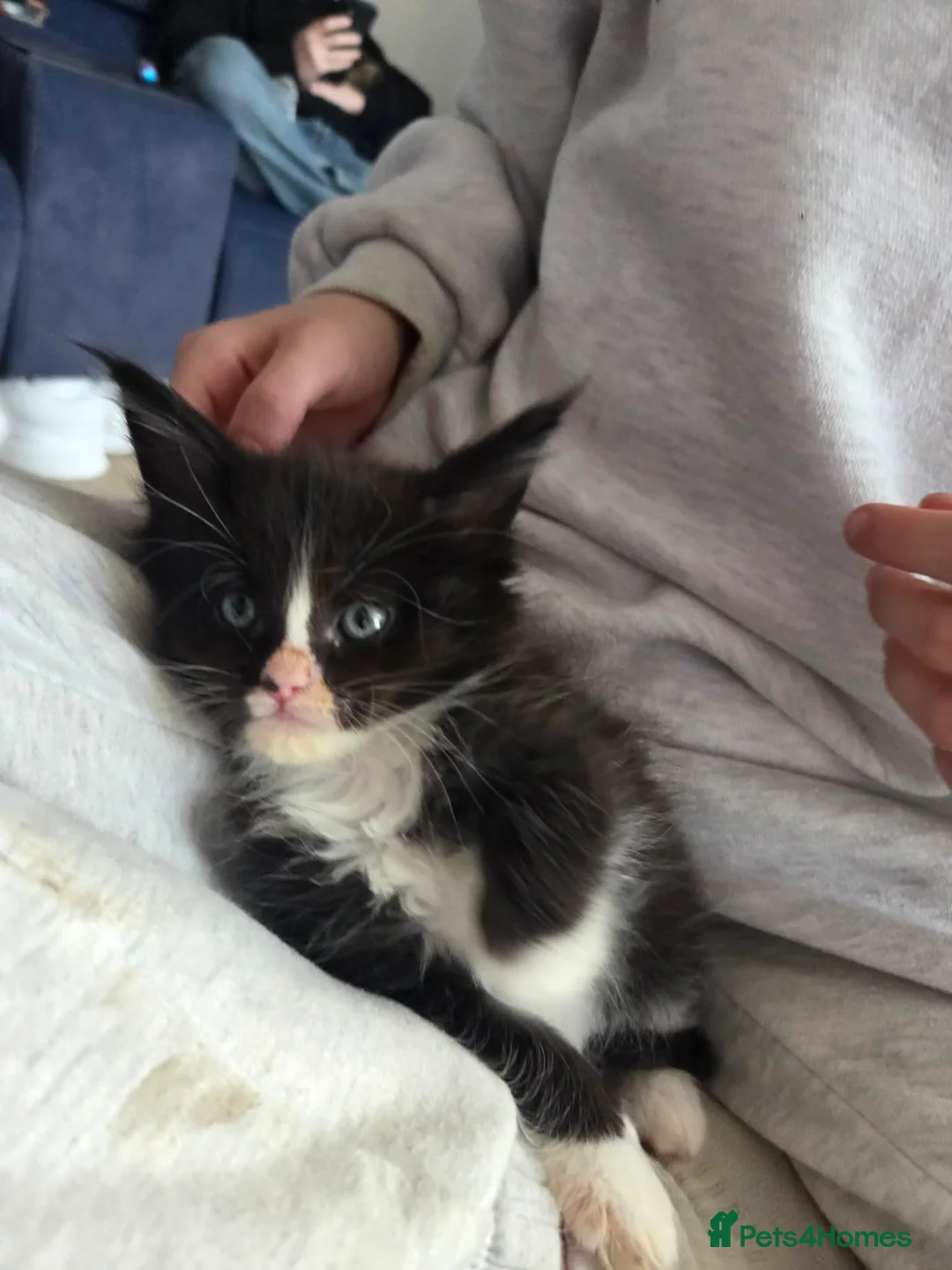 Maine Coon cats for sale: Maine Coon kittens  - Advert 1