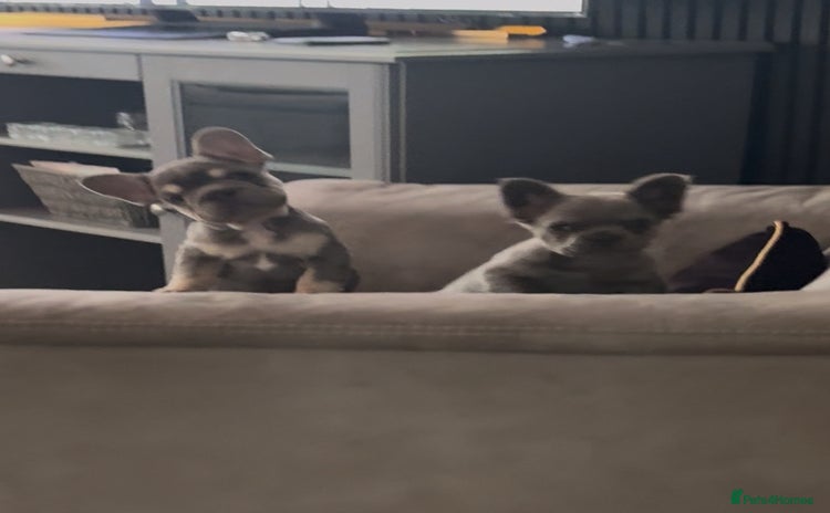 French Bulldog dogs - Advert 2