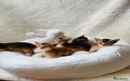 Abyssinian cats for sale: 🏆🥇🏵️Top Quality Champion Lines Abyssinian - Image 2