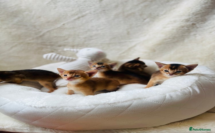 Abyssinian cats - Advert 1