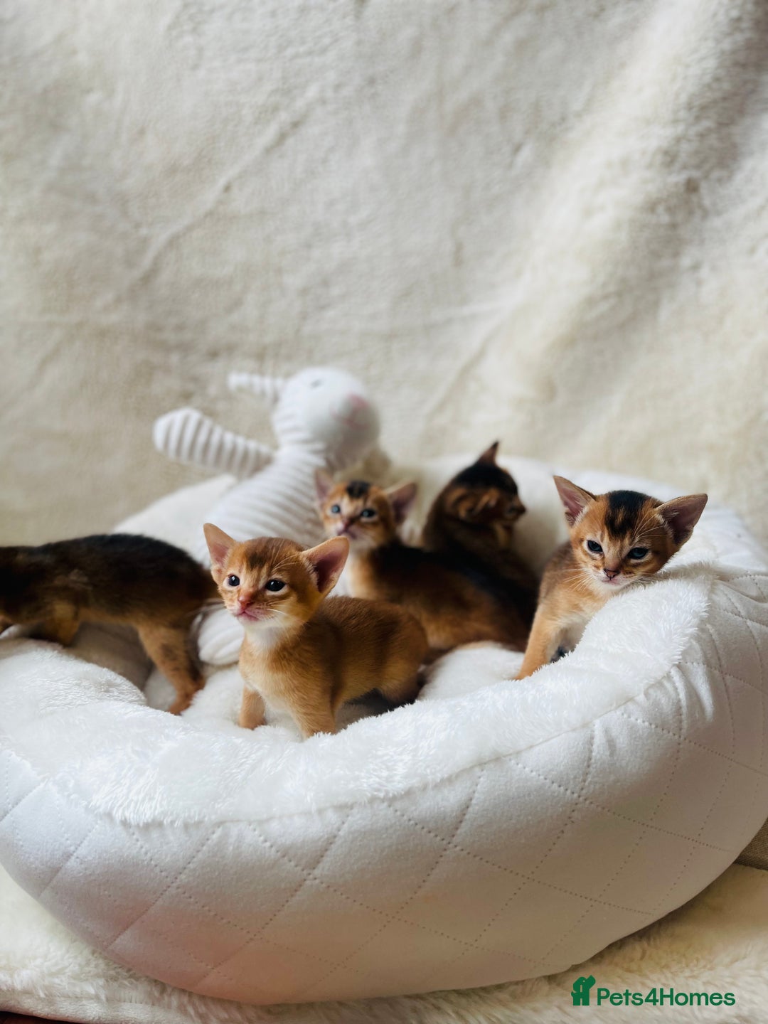 Abyssinian cats for sale: 🏆🥇🏵️Top Quality Champion Lines Abyssinian - Image 2