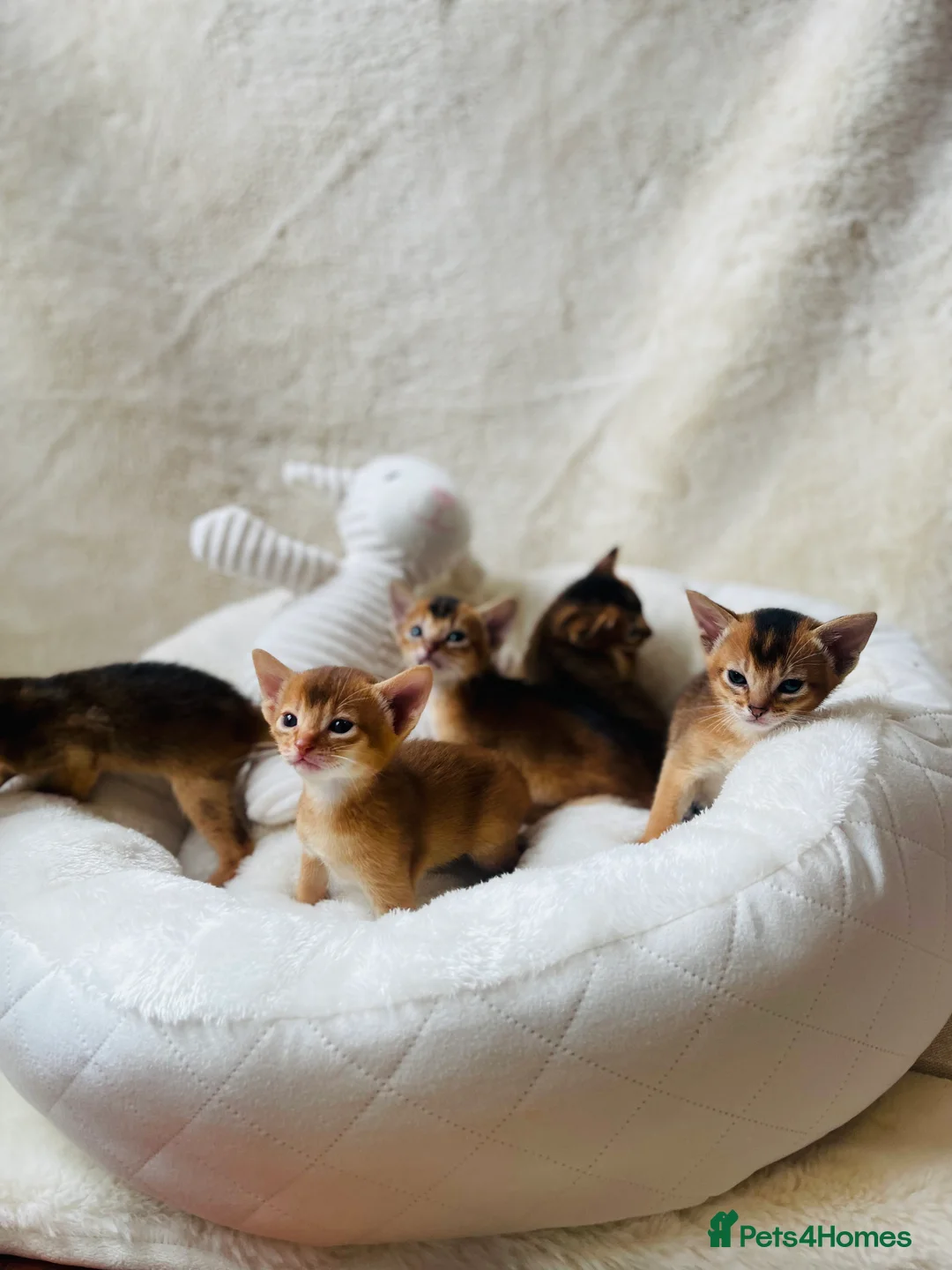 Abyssinian cats for sale:  🏆🥇🏵️Top Quality Champion Lines Abyssinian  - Advert 10