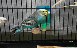 Budgerigars birds for sale: Budgies for sale - £15 each clearance - Image 2