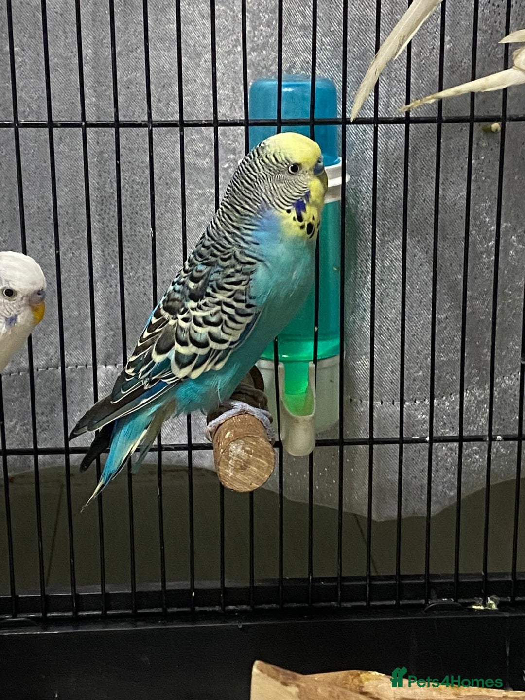 Budgerigars birds for sale: Budgies for sale - £15 each clearance - Image 2