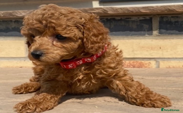 Toy Poodle dogs - Advert 4