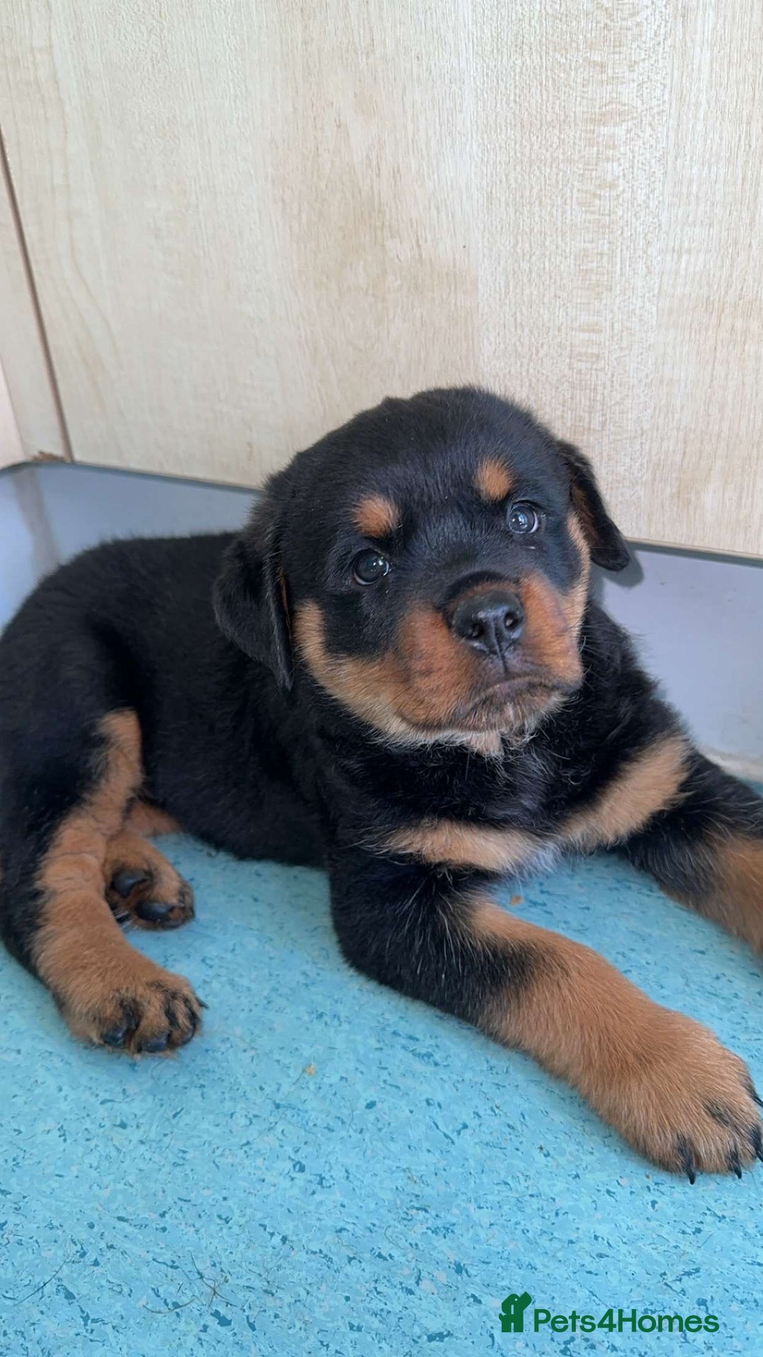 Rottweiler dogs for sale: Female Rottweiler pup for sale  - Image 6