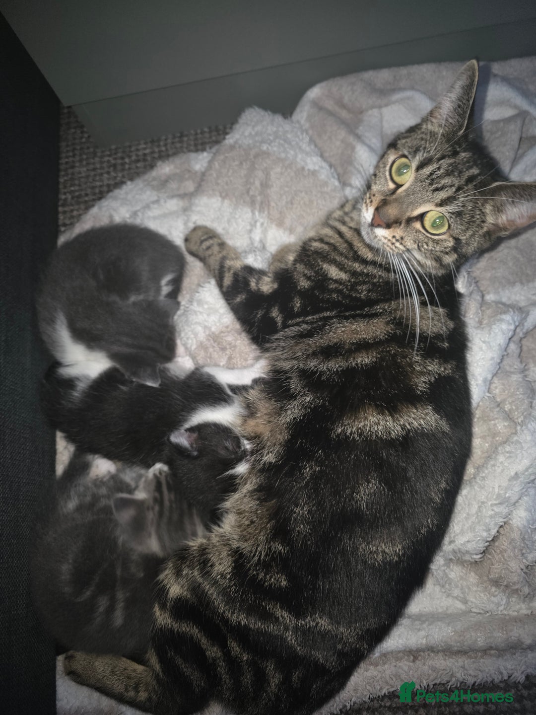 Mixed Breed cats for sale: Gorgeous kittens - Advert 8