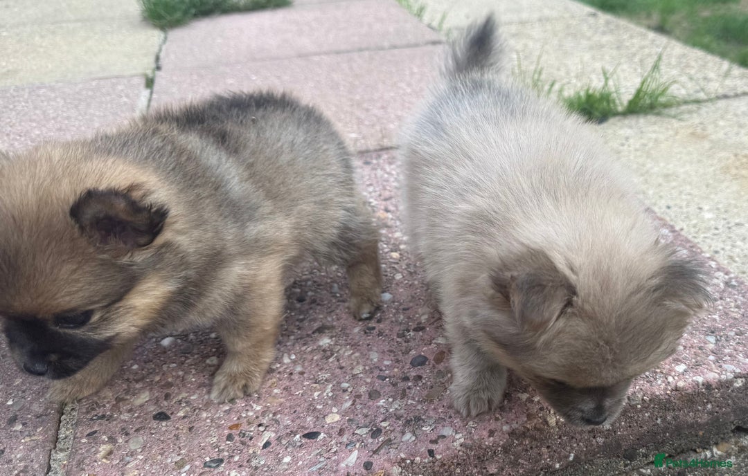 Pomchi dogs for sale: Beautiful tiny Pomchi  - Image 2