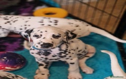 Dalmatian dogs for sale: KC dalmatian puppies READY on 1st August  in Ferndale - Image 3